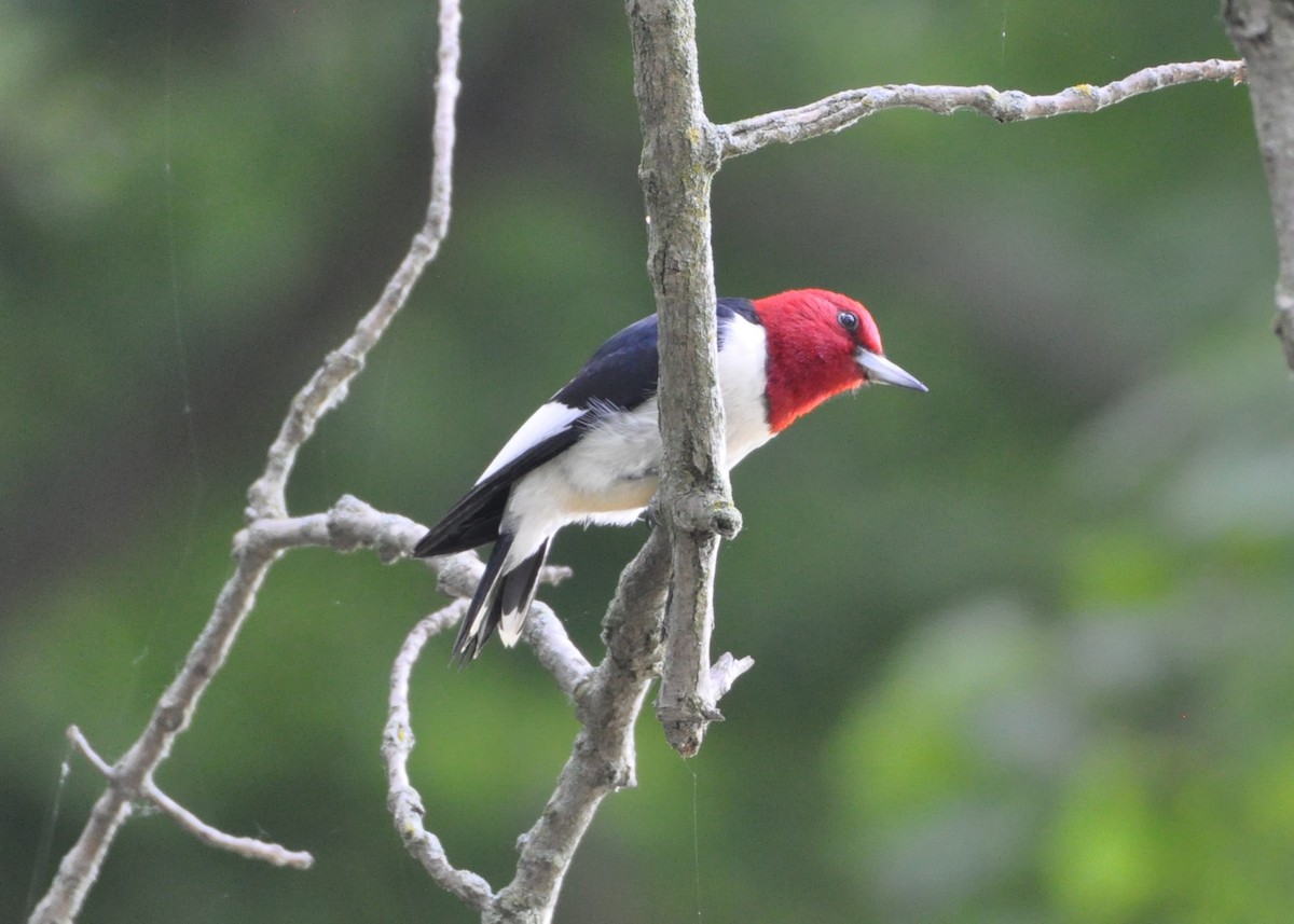 Red-headed Woodpecker - ML245779321