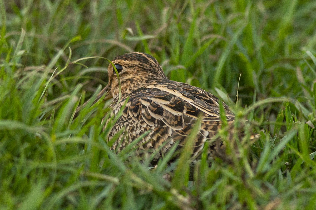 Common Snipe - ML245780221