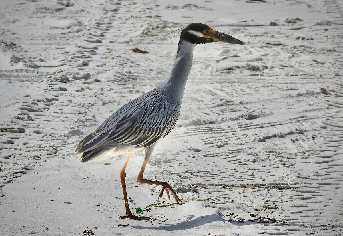 Yellow-crowned Night Heron - ML245780931