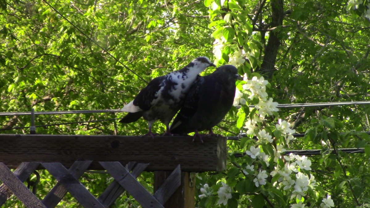 Rock Pigeon (Feral Pigeon) - ML245782441