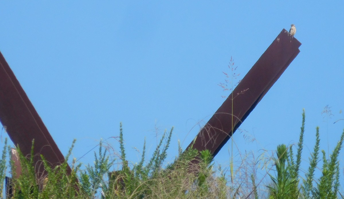 American Kestrel - ML245786471