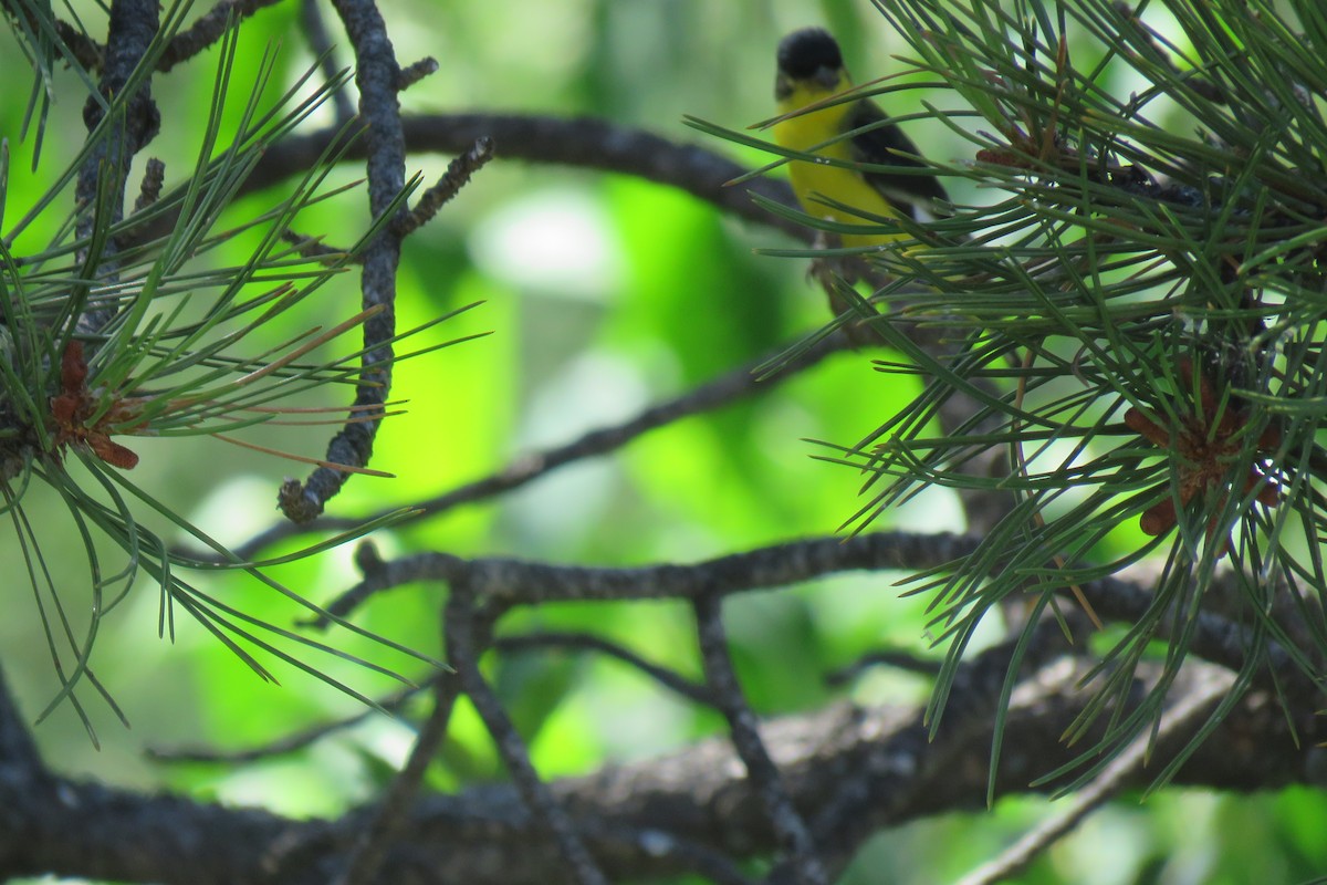 Lesser Goldfinch - Ruth Stearns