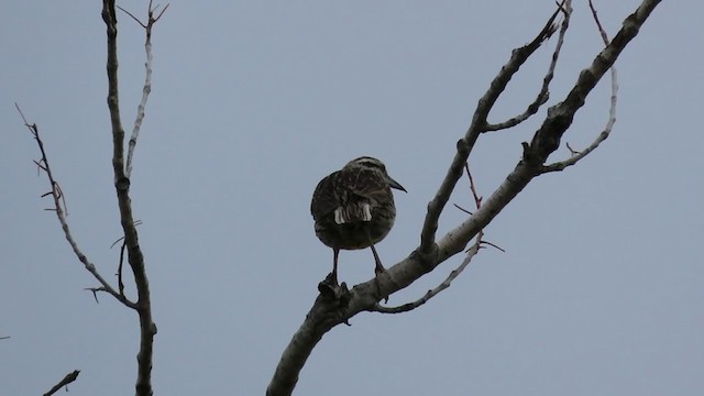 Eastern Meadowlark (Eastern) - ML245787041