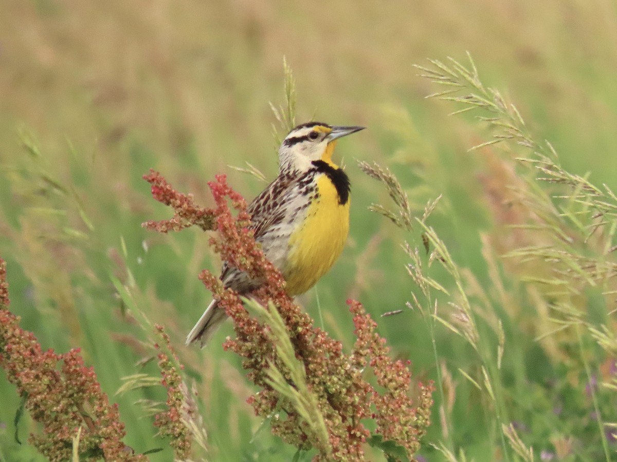 Eastern Meadowlark (Eastern) - Ted Floyd