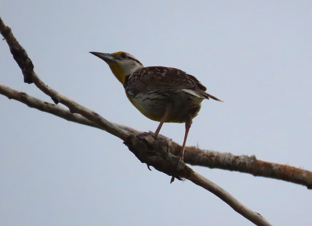 Eastern Meadowlark (Eastern) - Ted Floyd