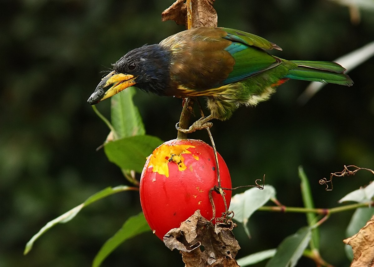 Büyük Barbet - ML245789401