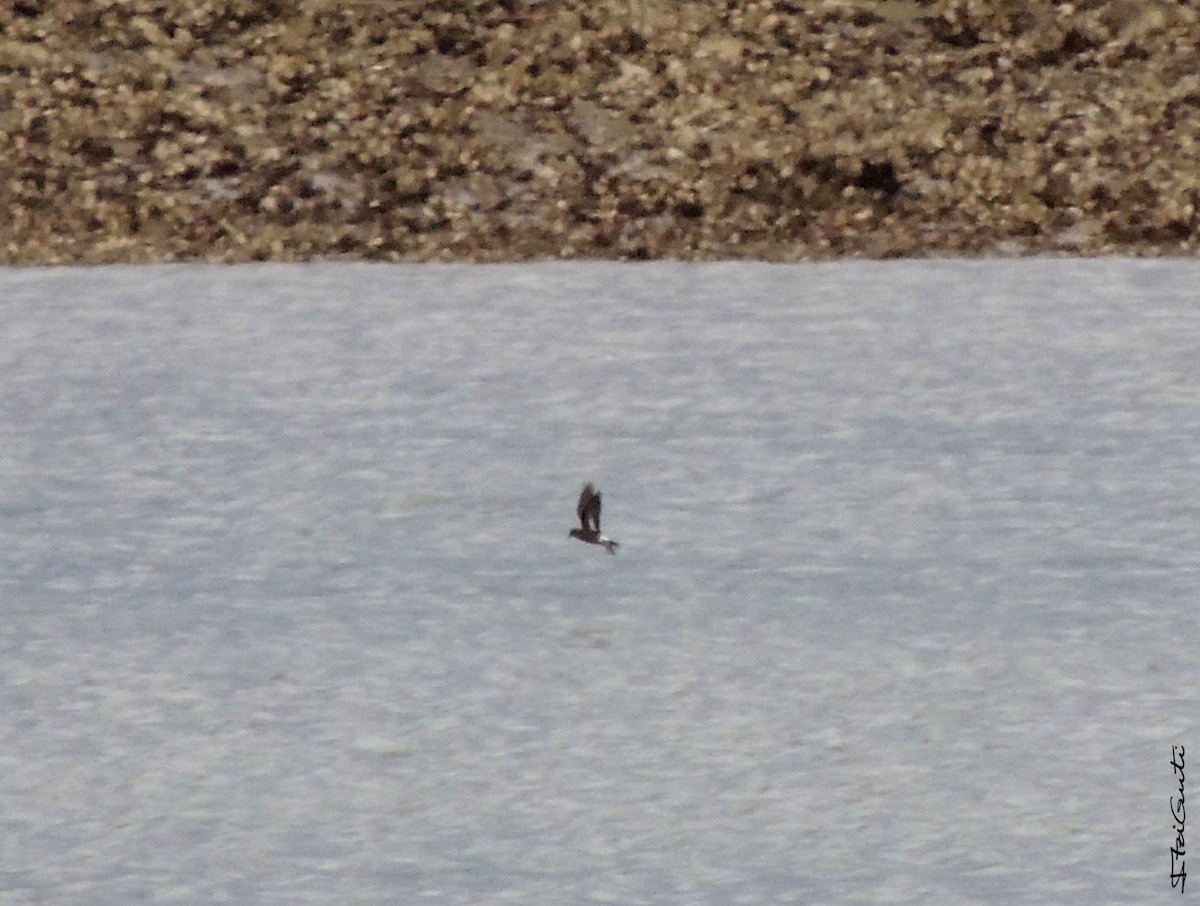 European Storm-Petrel - ML24579051