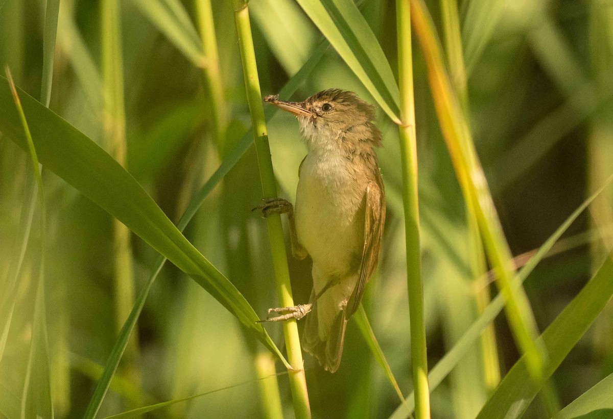 Common Reed Warbler - ML245792091