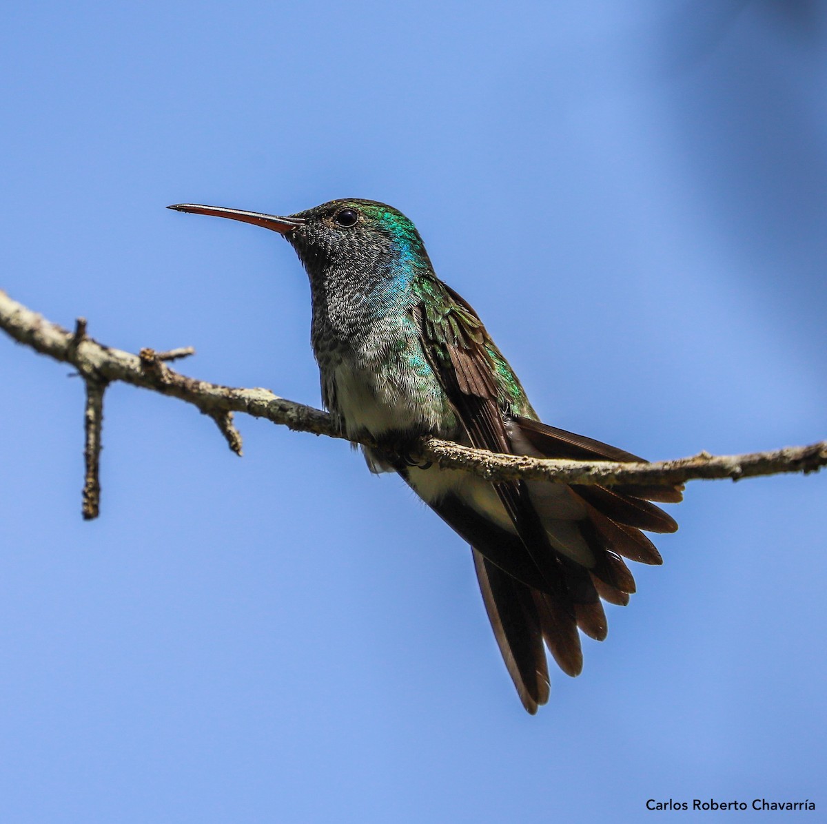 Mangrove Hummingbird - ML245792861