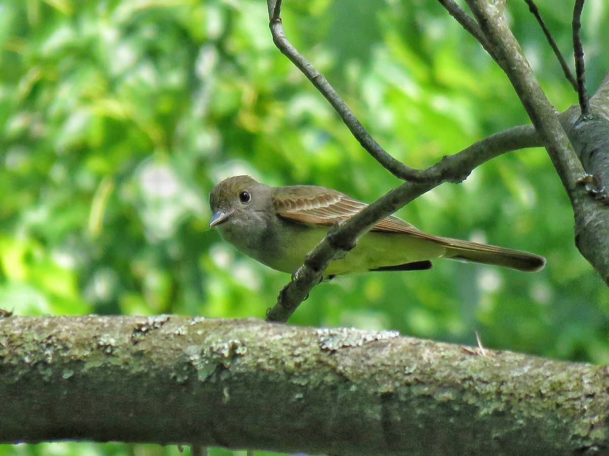 Great Crested Flycatcher - ML245796651