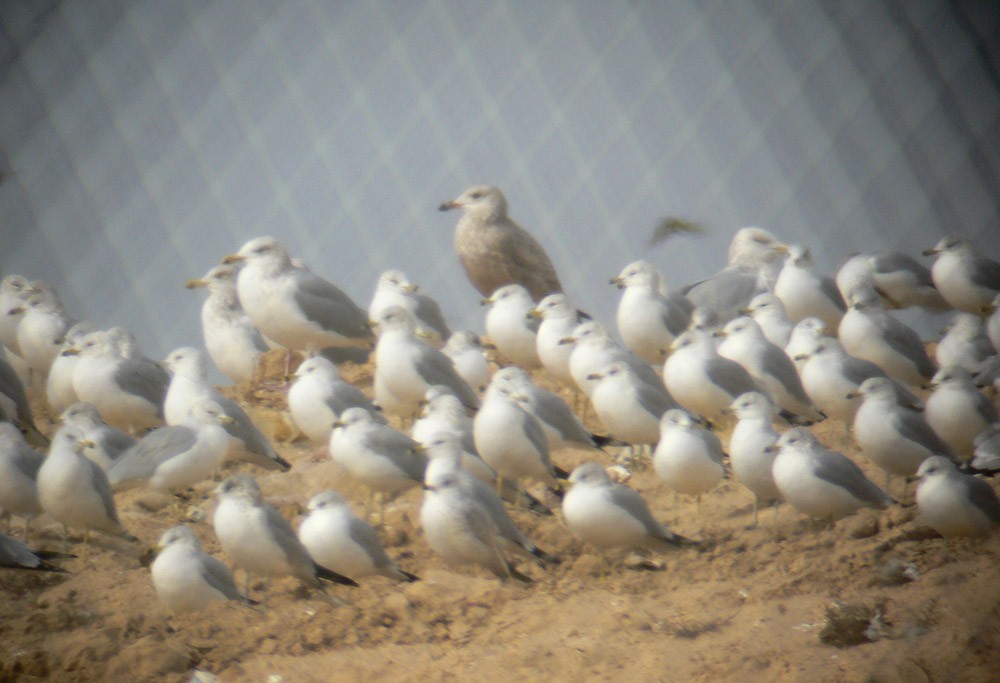 American Herring Gull - ML24579681
