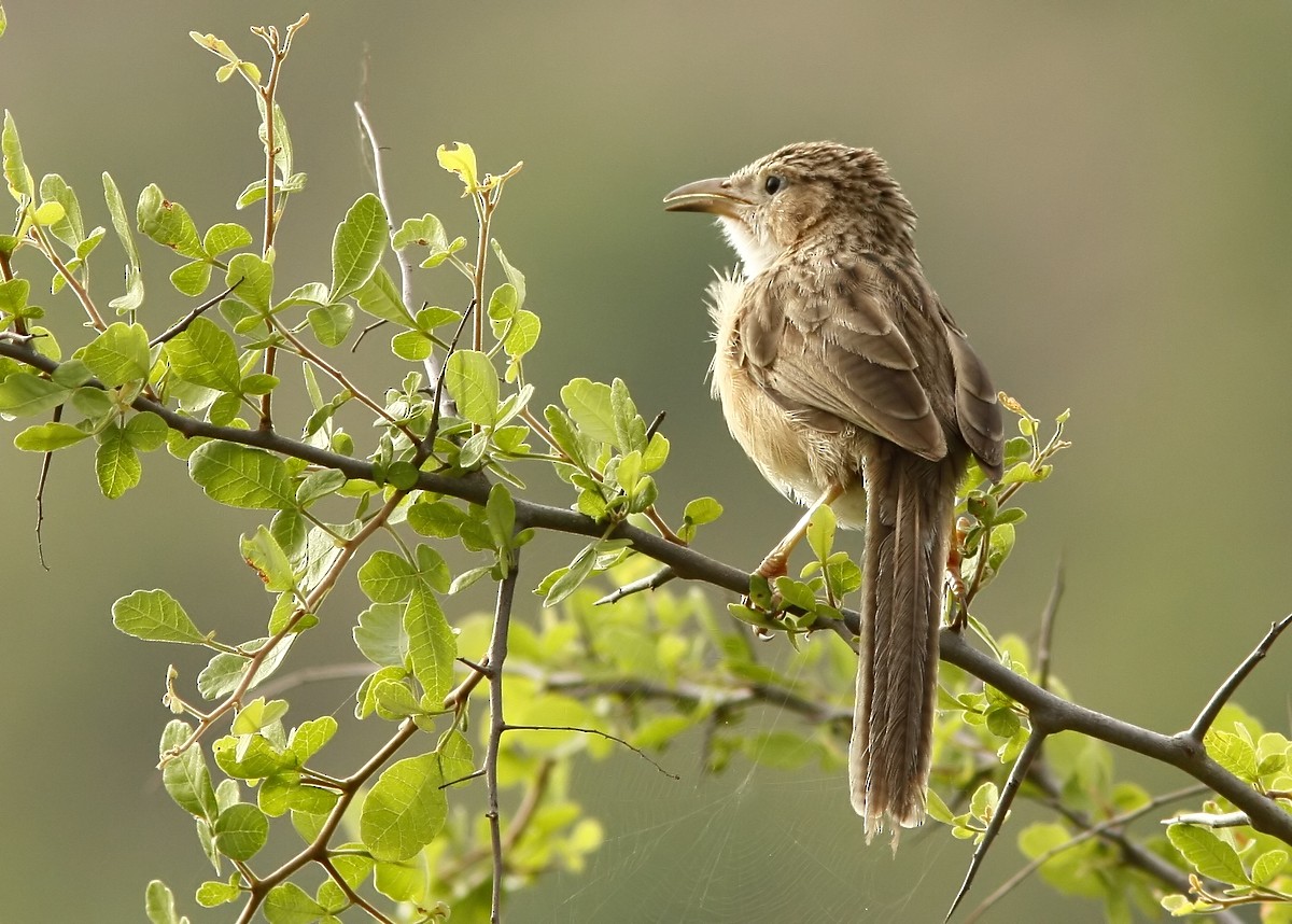 Common Babbler - ML245797061