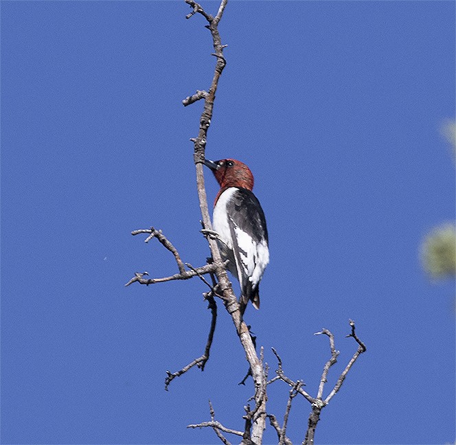 Red-headed Woodpecker - ML245797801