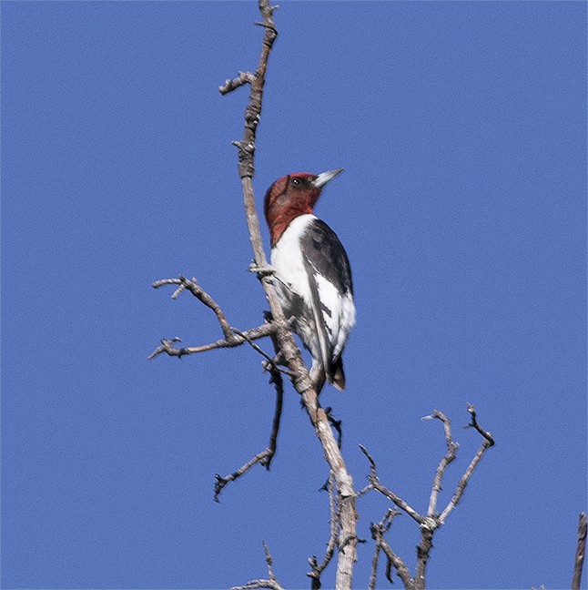 Red-headed Woodpecker - Gary Rosenberg