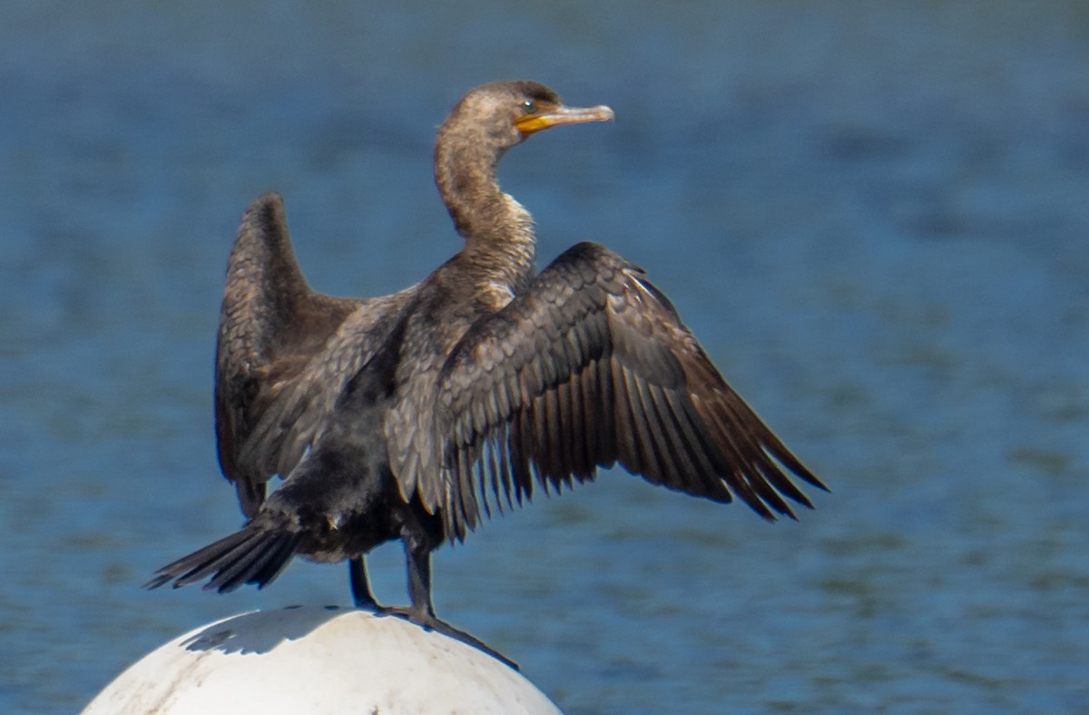 Double-crested Cormorant - Susan Nagi