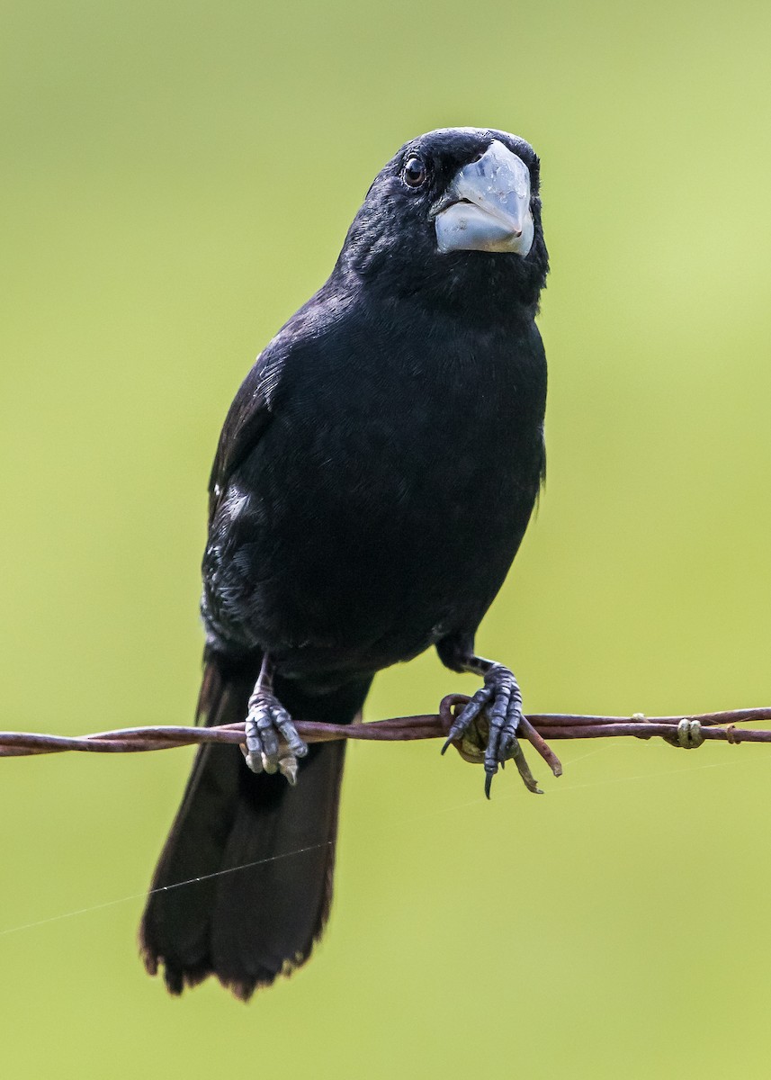 Large-billed Seed-Finch - ML245798501