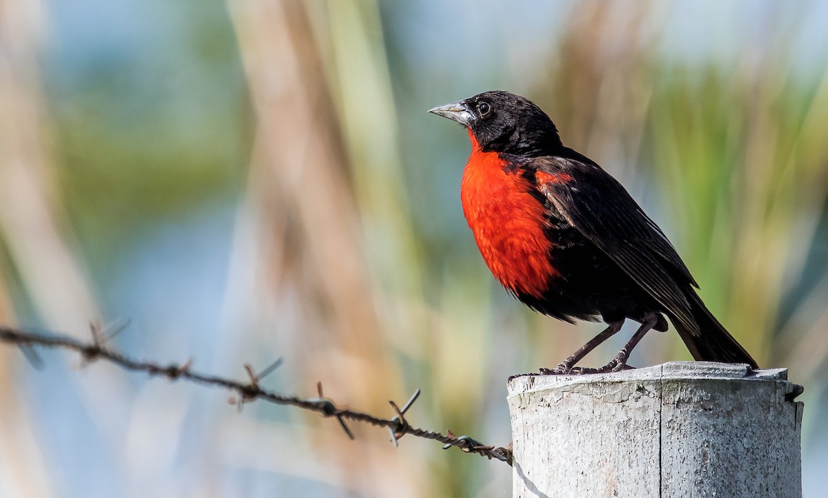 Red-breasted Meadowlark - ML245798561