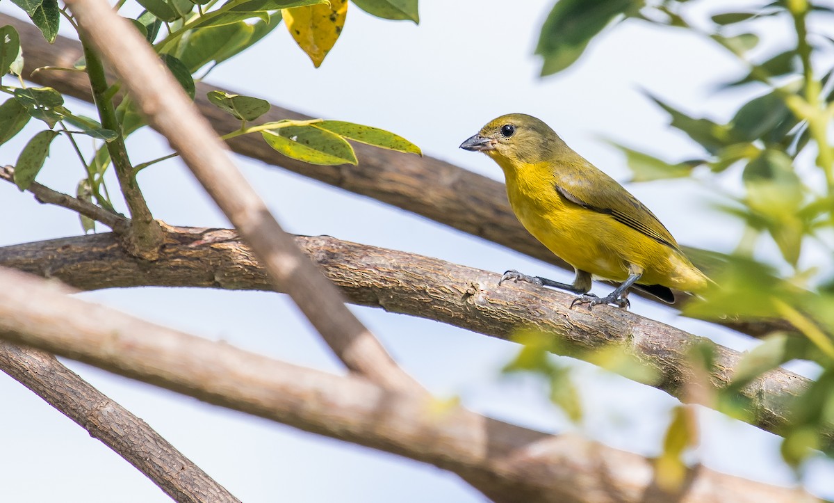 Thick-billed Euphonia - ML245798601