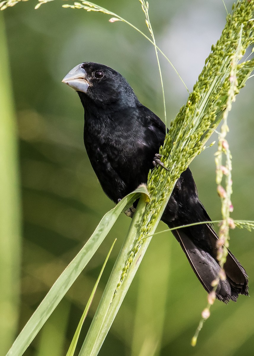 Large-billed Seed-Finch - ML245798811