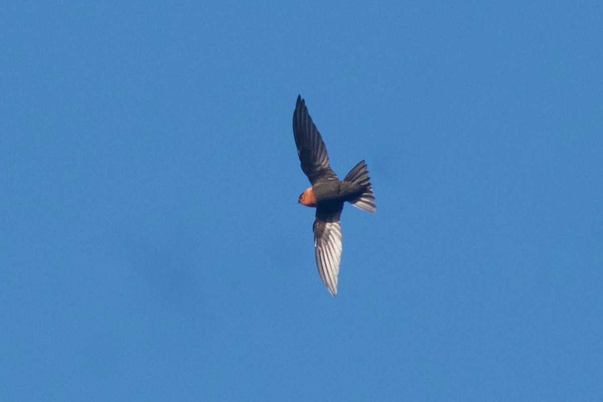 Tepui Swift - ML245799661