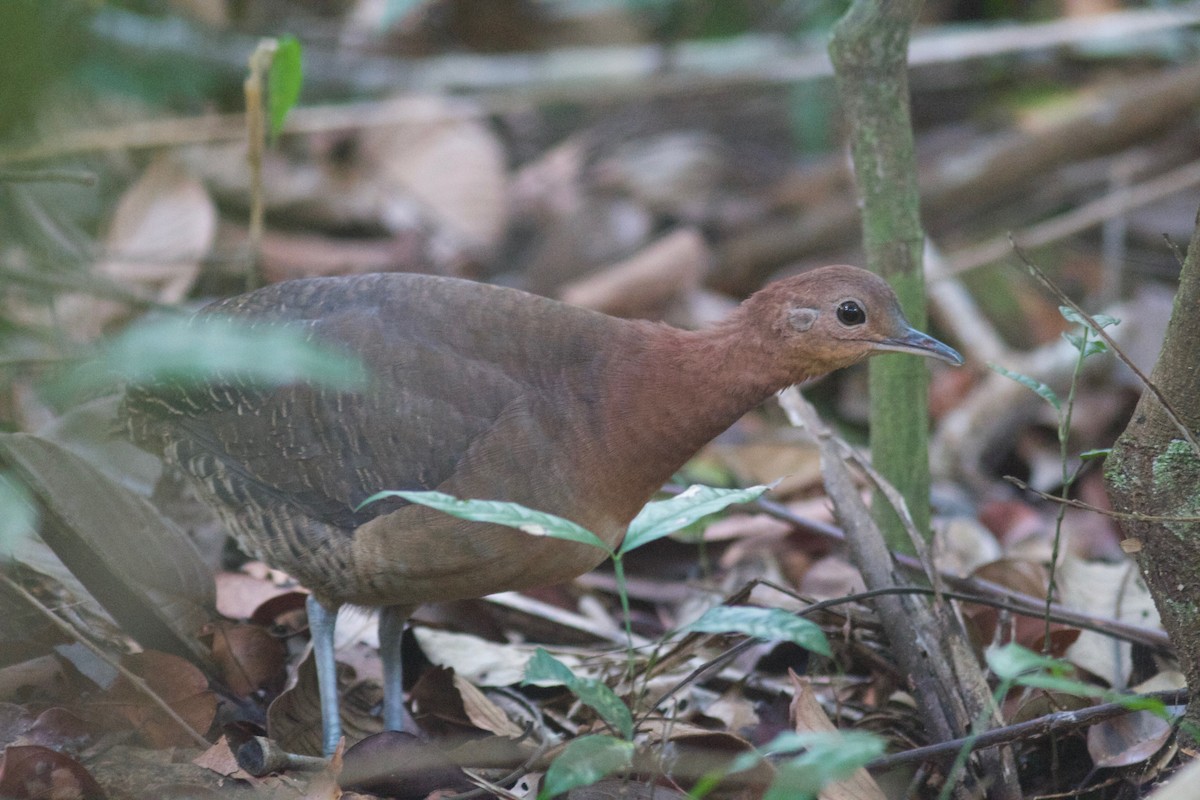 Gray-legged Tinamou - ML245800361