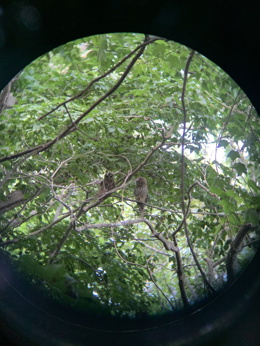 Barred Owl - ML245800661