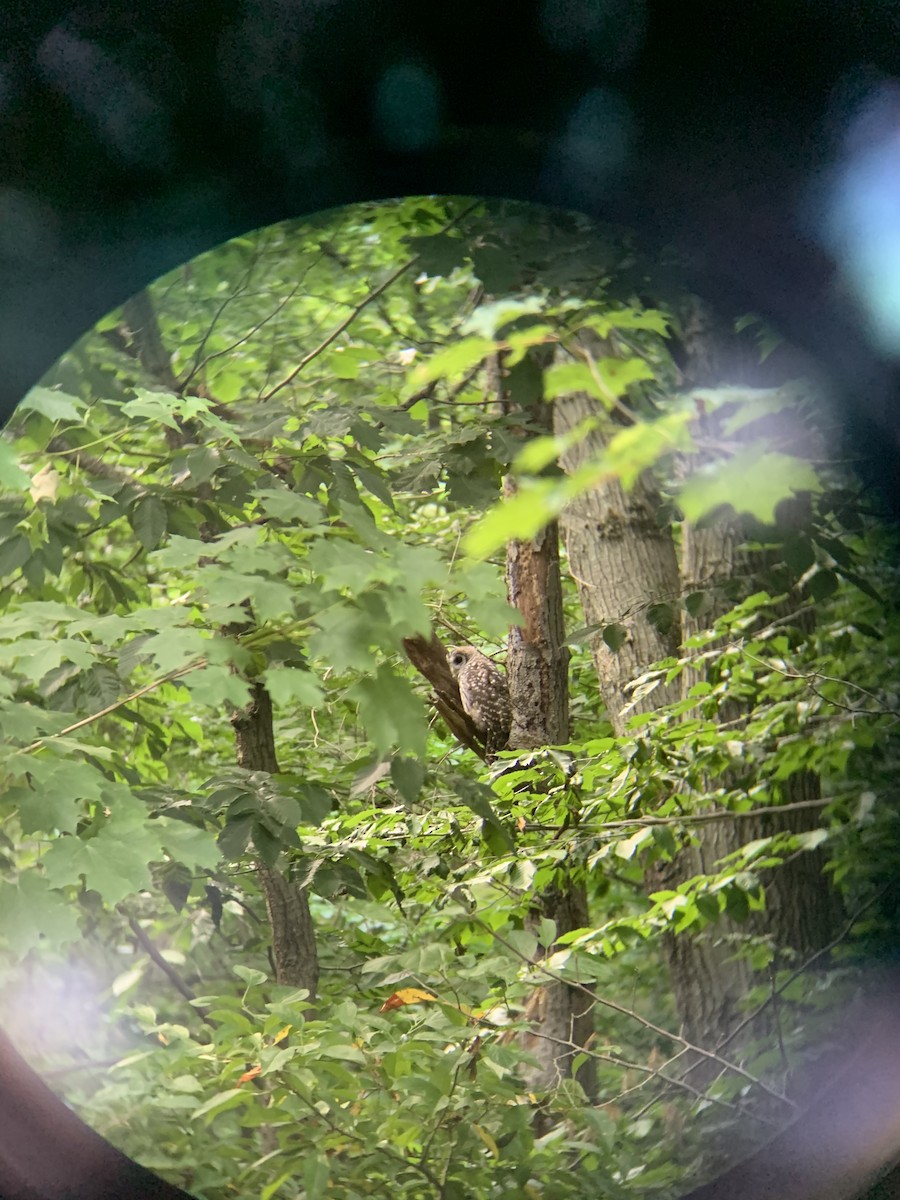 Barred Owl - ML245800671