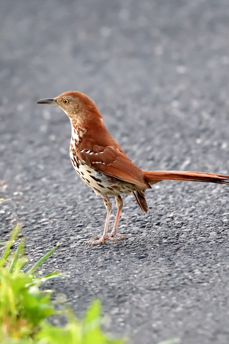 Brown Thrasher - Jack Verdin