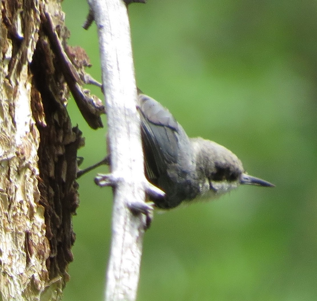 Pygmy Nuthatch - ML245802291