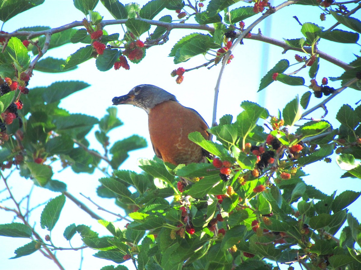 American Robin - ML245803441