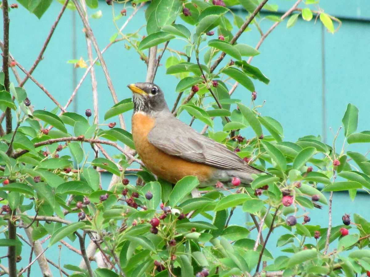 American Robin - ML245803461