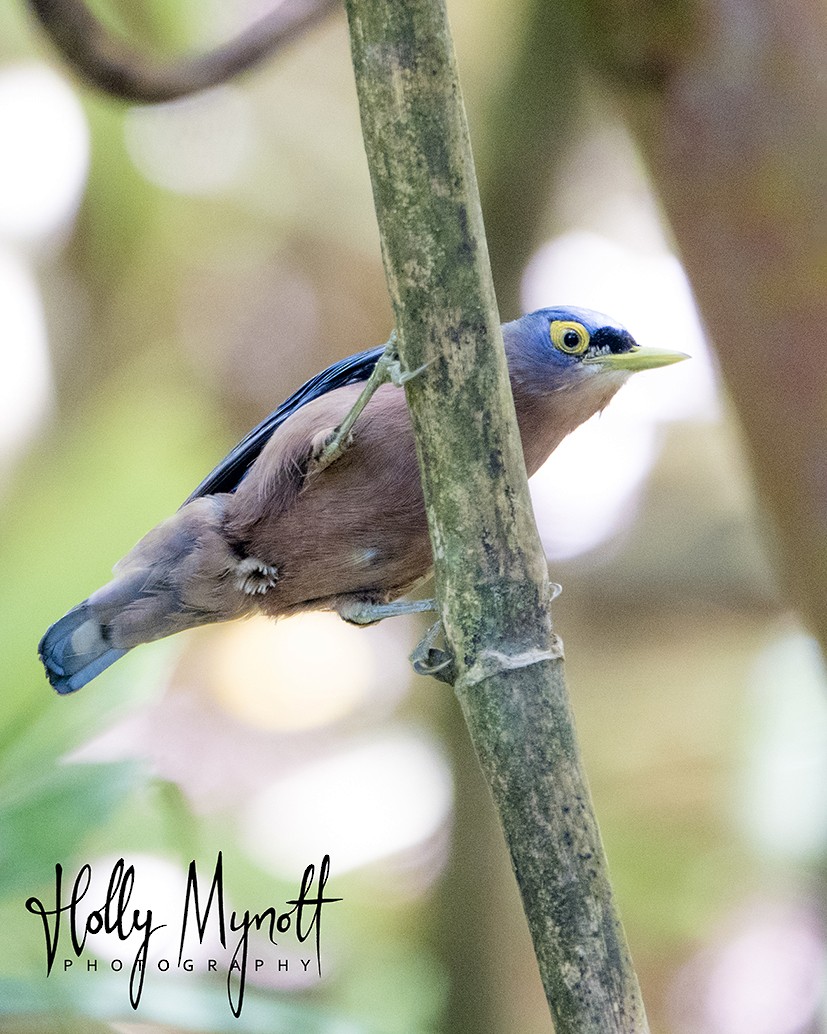 Sulphur-billed Nuthatch - ML245806561