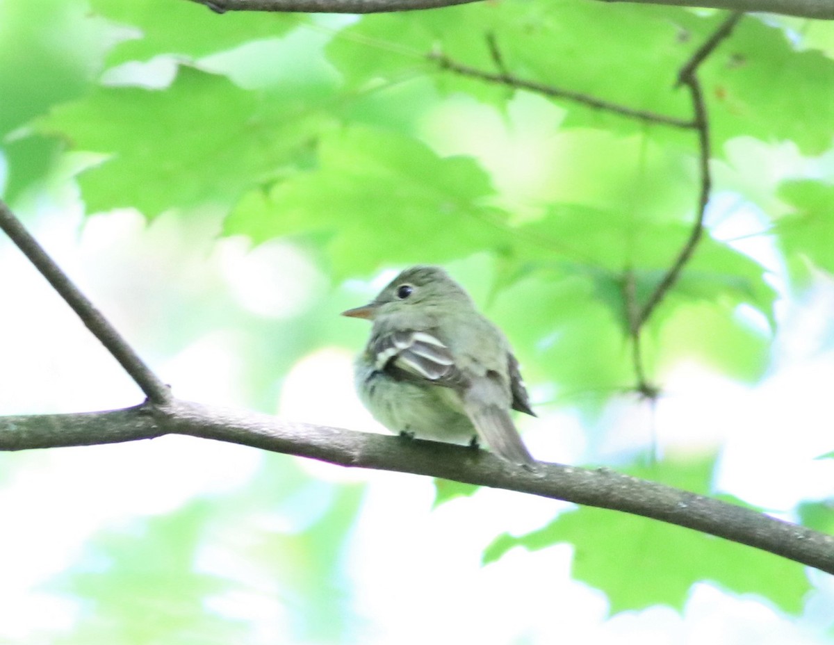 Acadian Flycatcher - ML245807341