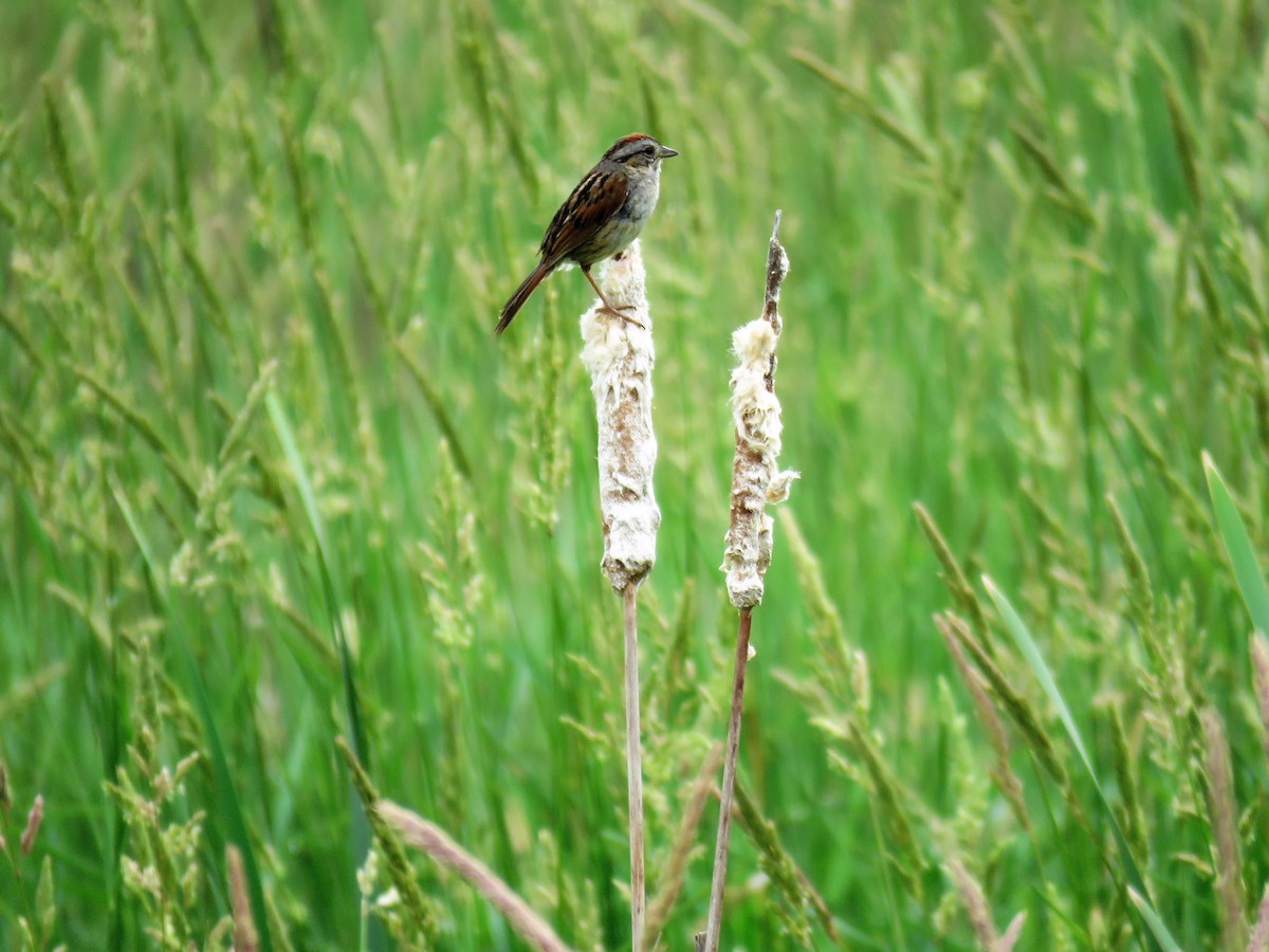 Swamp Sparrow - ML245808801