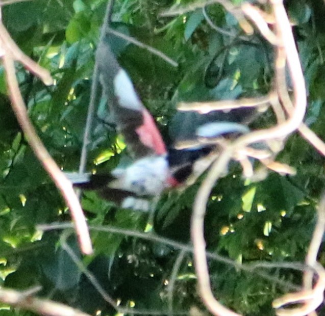 Rose-breasted Grosbeak - ML245809051