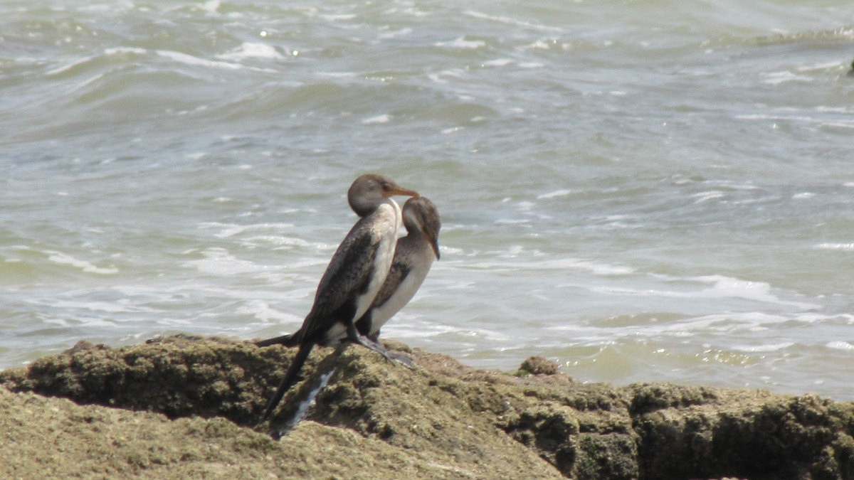 Long-tailed Cormorant - ML245811701