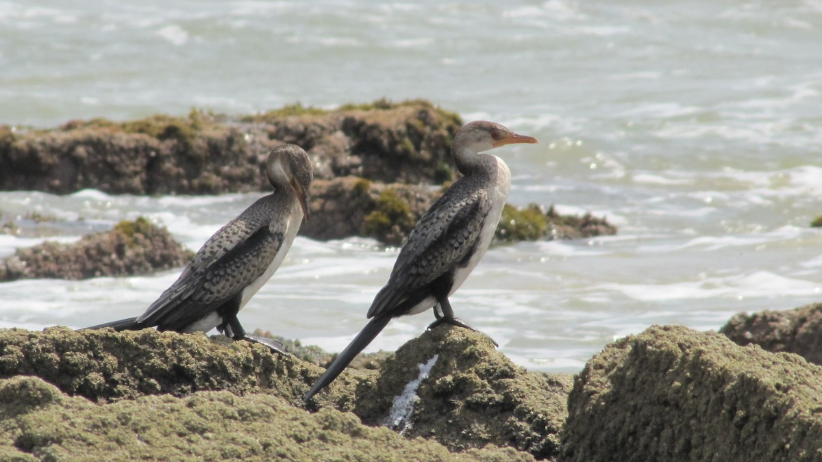 Long-tailed Cormorant - ML245811721