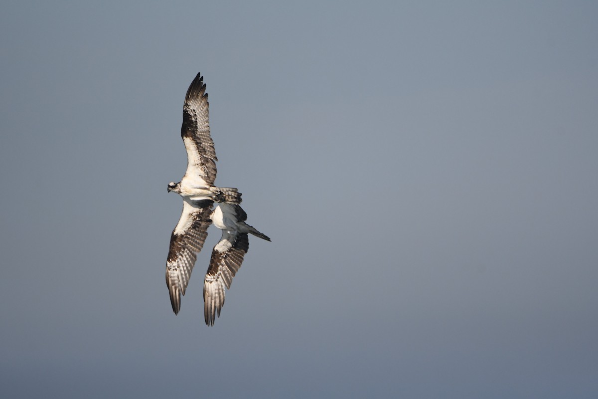 Osprey - ML245812571