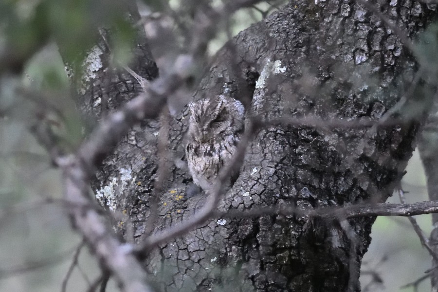 Whiskered Screech-Owl - Dave DeReamus