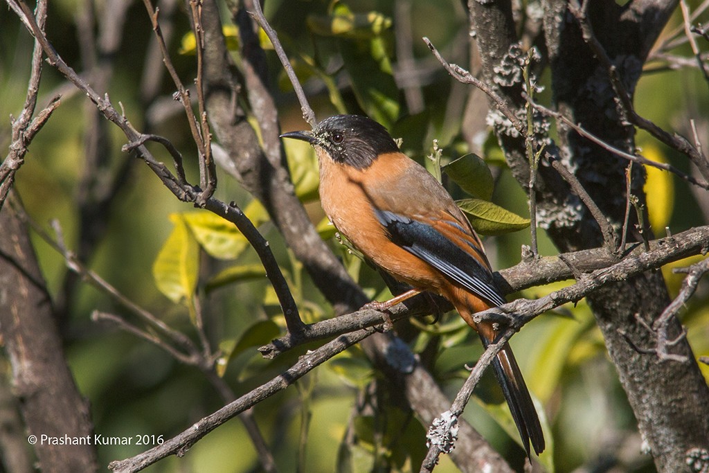 Rufous Sibia - ML24581701