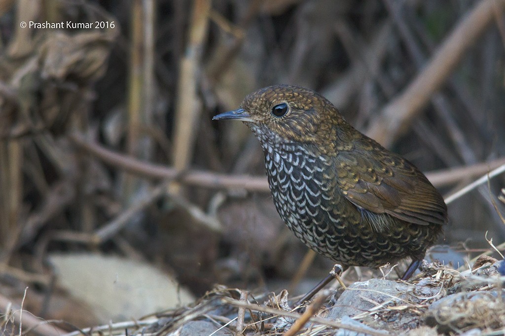 Scaly-breasted Cupwing (Himalayan) - Prashant Kumar