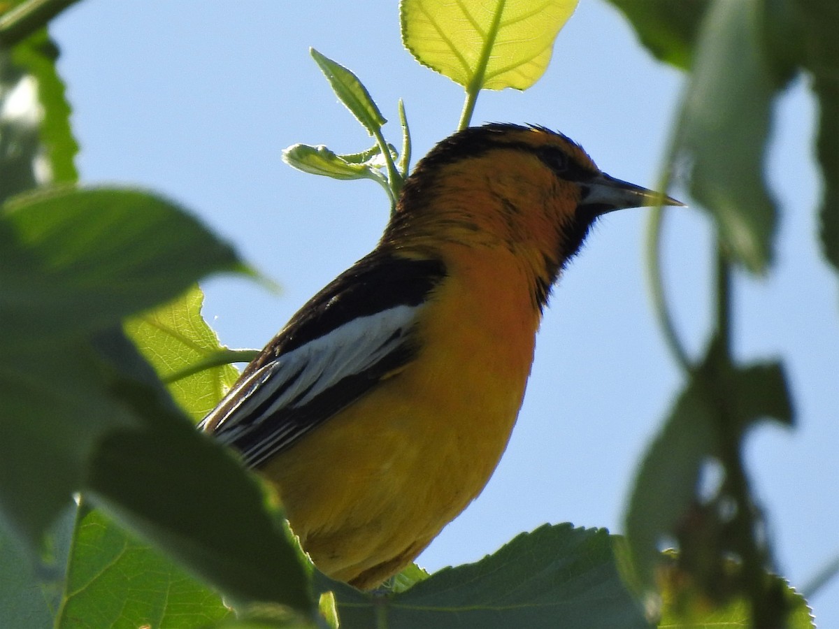 Bullock's Oriole - ML245821861