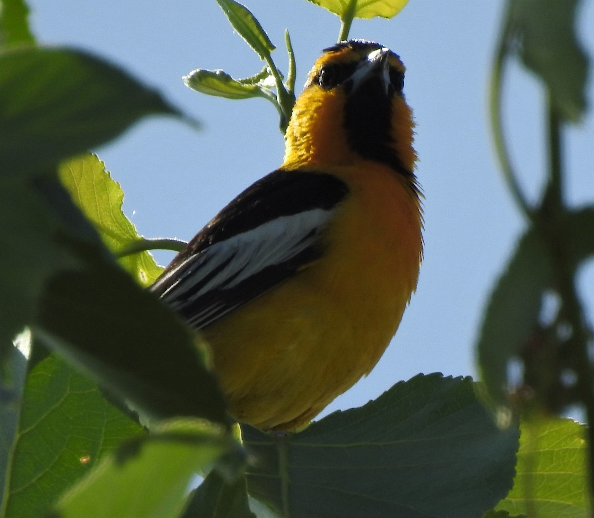 Bullock's Oriole - ML245821901