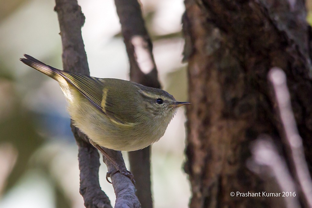 Buff-barred Warbler - Prashant Kumar