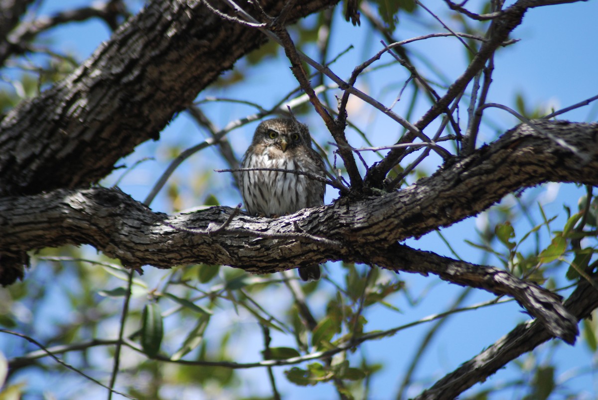 Northern Pygmy-Owl - ML245822831