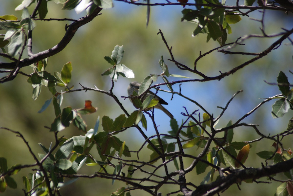 Bushtit - ML245822881