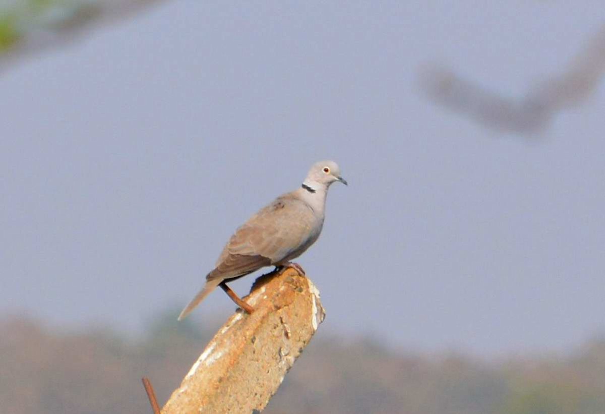 Eurasian Collared-Dove - ML24582451