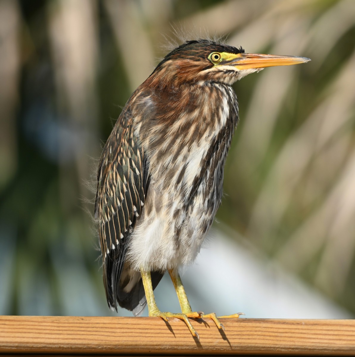 Green Heron - ML245825701