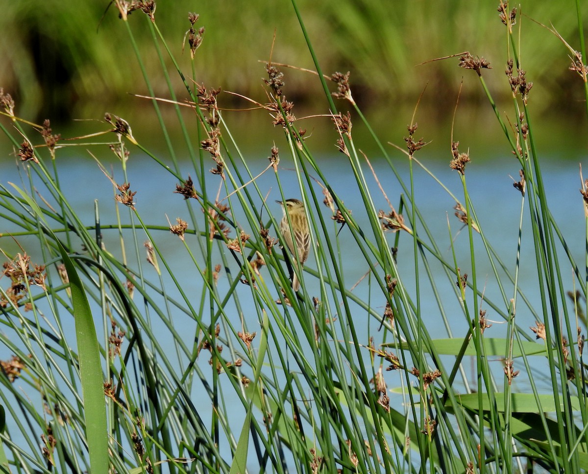 Sedge Warbler - Juan Ramírez