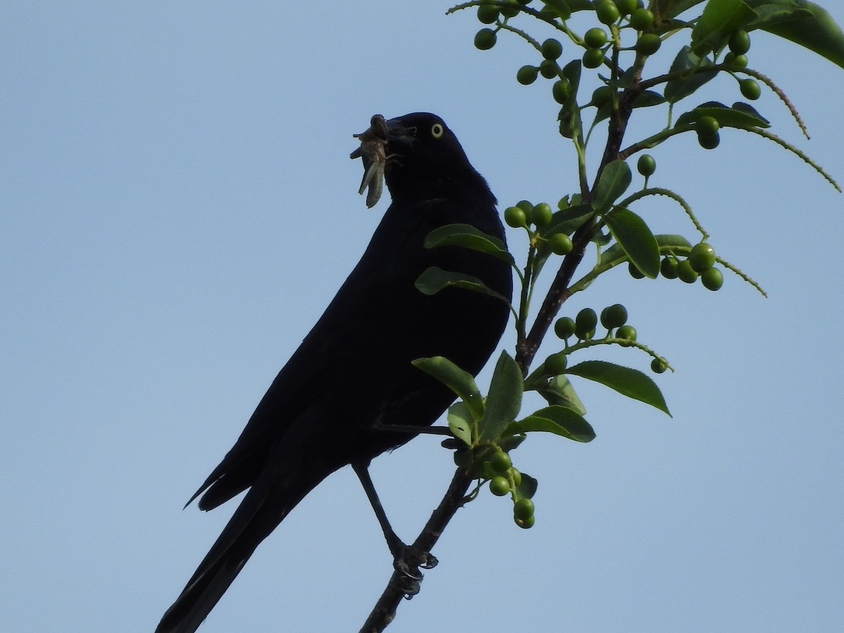 Brewer's Blackbird - ML245828141